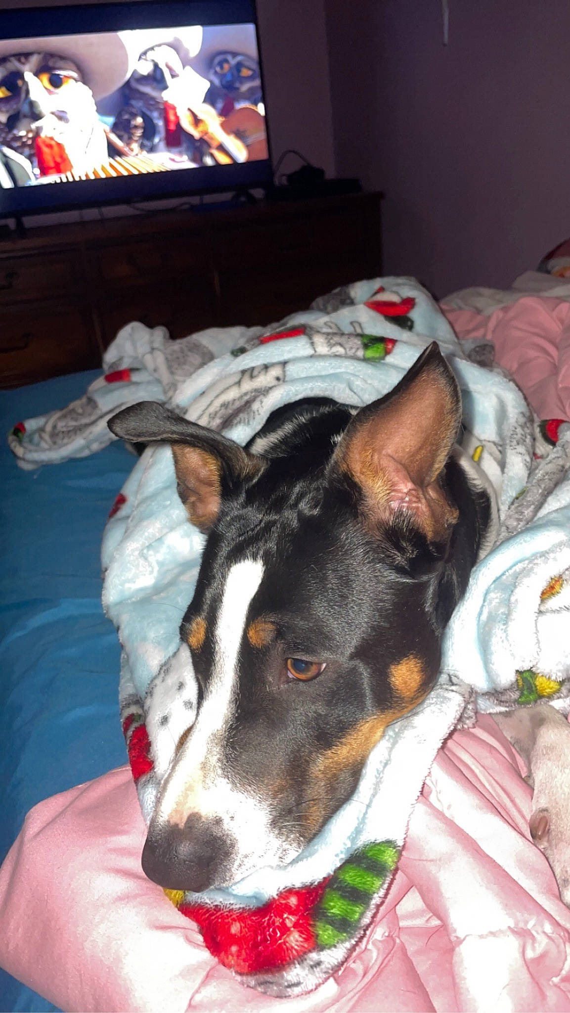 Raine is registered to the contest to win money with this photo: cable_television, carnivore, chilean_fox_terrier, collar, comfort, companion_dog, couch, display_device, dog, dog_breed, entertainment_center, flat_panel_display, led_backlit_lcd_display, linens, television, television_set, terrier, whiskers, working_animal, working_dog