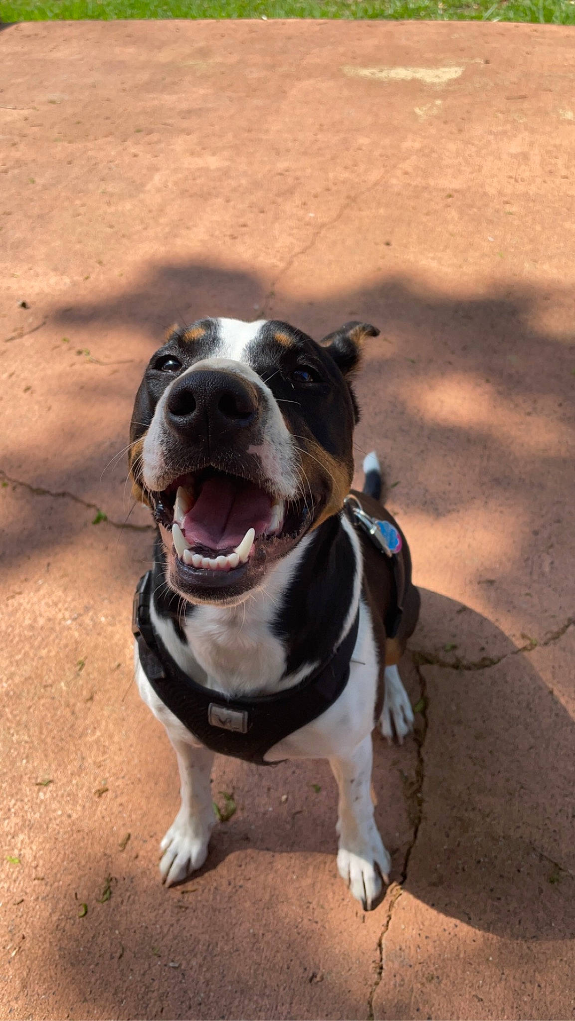 Raine joined the competition — help win amazing prizes! asphalt, canidae, carnivore, collar, companion_dog, concrete, dog, dog_breed, dog_collar, fawn, fur, leash, non_sporting_group, pet_supply, road_surface, shadow, sporting_group, whiskers, working_animal, working_dog