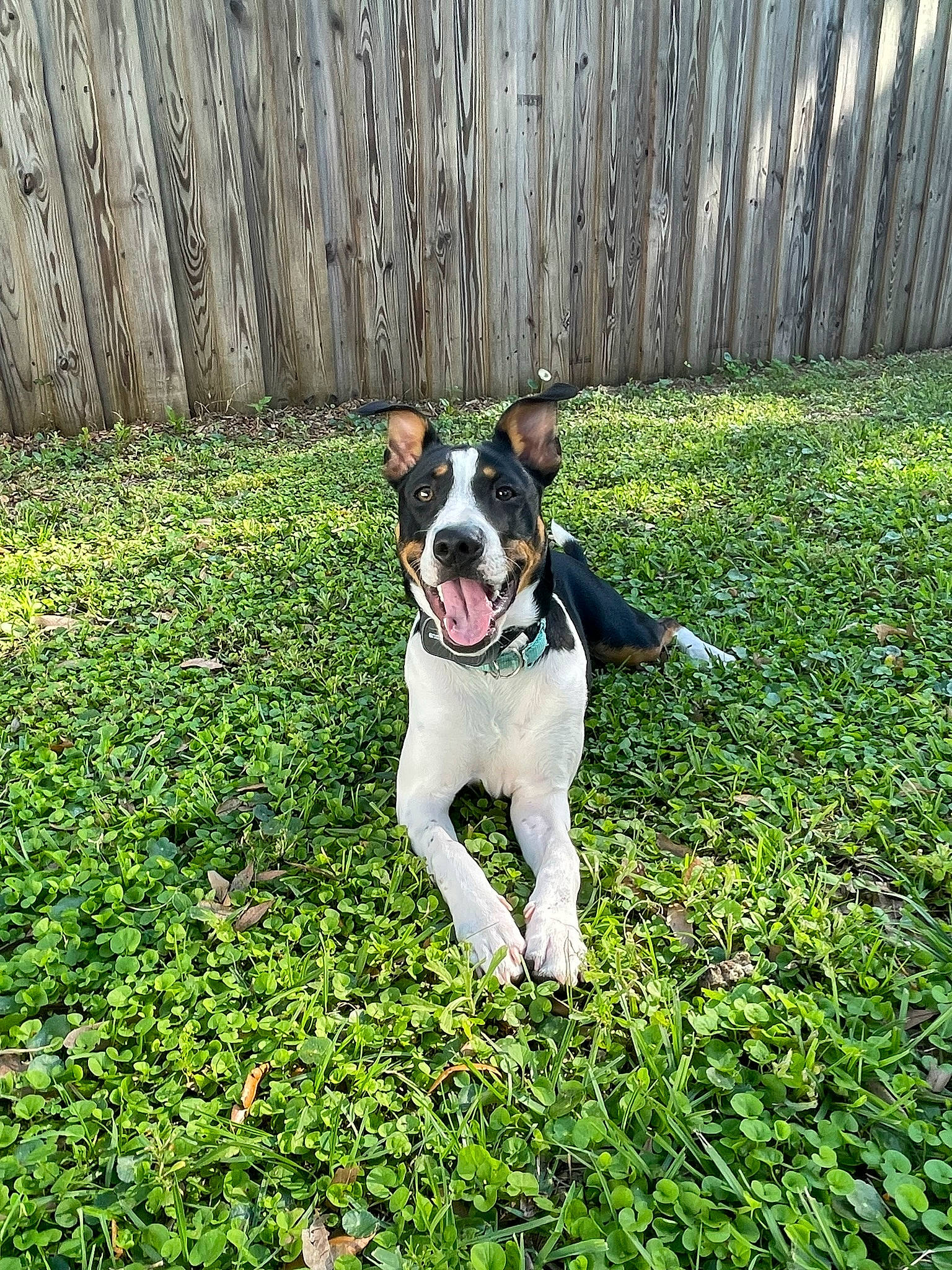 Raine joined the competition — help win amazing prizes! canidae, carnivore, collar, companion_dog, dog, dog_breed, dog_collar, dog_supply, fawn, fence, garden, grass, groundcover, people_in_nature, plant, shrub, sporting_group, tail, terrier, working_dog