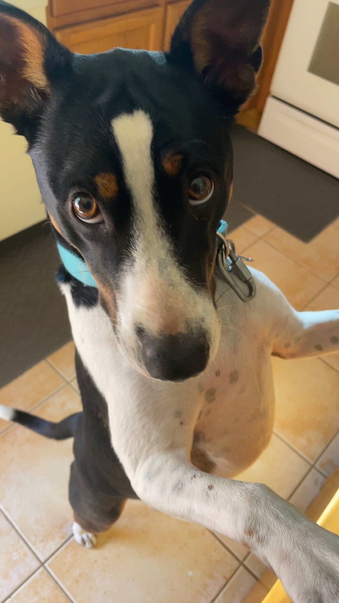 Raine is registered to the contest to win money with this photo: ancient_dog_breeds, canidae, carnivore, collar, companion_dog, dog, dog_breed, dog_collar, flooring, fur, non_sporting_group, paw, puppy, snout, sporting_group, terrestrial_animal, terrier, whiskers, working_animal, working_dog