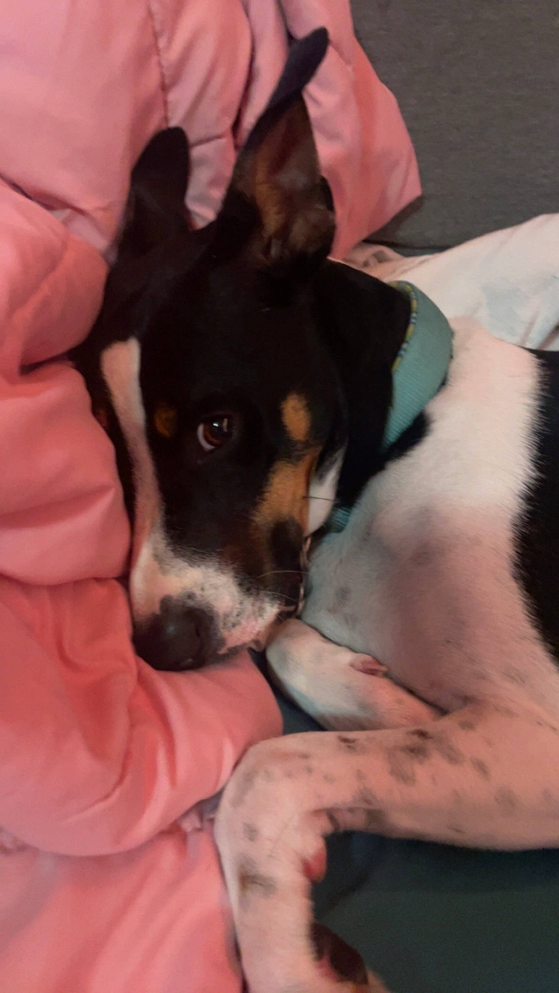 Raine joined the competition — help win amazing prizes! canidae, carnivore, chilean_fox_terrier, comfort, companion_dog, dog, dog_breed, fawn, hound, nail, paw, puppy, puppy_love, small_terrier, sporting_group, terrier, toy_dog, whiskers, working_animal, wrist