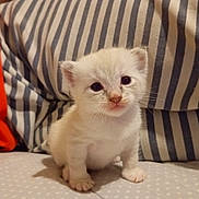 Canaille participe au concours pour gagner de l'argent avec cette photo : kitten, cat, animal, pet, cute, fluffy, young, indoor, striped, pillow, orange, white, small, fur, eyes, sitting, polka_dot, cozy, background, adorable