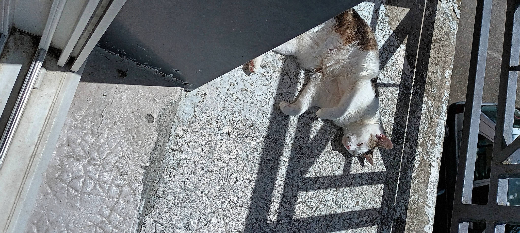 Comète participe au concours pour gagner de l'argent avec cette photo : asphalt, canidae, cat, composite_material, concrete, fawn, felidae, flooring, fur, grey, metal, road_surface, shadow, sidewalk, small_to_medium_sized_cats, snout, sporting_group, tail, tar, wood