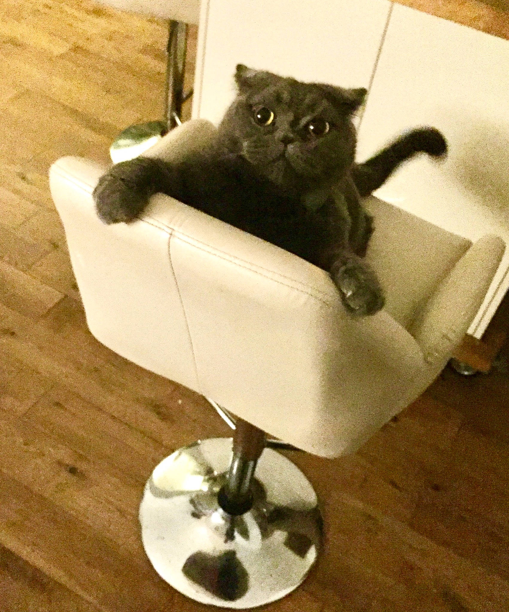 Toby is registered to the contest to win money with this photo: asian, black_and_white, black_cat, burmese, carnivore, cat, chair, chartreux, domestic_short_haired_cat, european_shorthair, felidae, fur, furniture, kitten, korat, russian_blue, small_to_medium_sized_cats, tail, whiskers