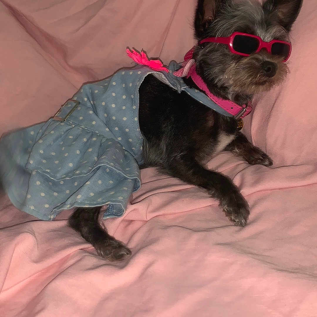 Mokitos is registered to the contest to win money with this photo: accessory, animal, blue_dress, canine, cozy, cute, dog, fashion, fur, indoor, lying_down, pet, pink, pink_blanket, pink_collar, polka_dot, portrait, relaxed, small_dog, sunglasses
