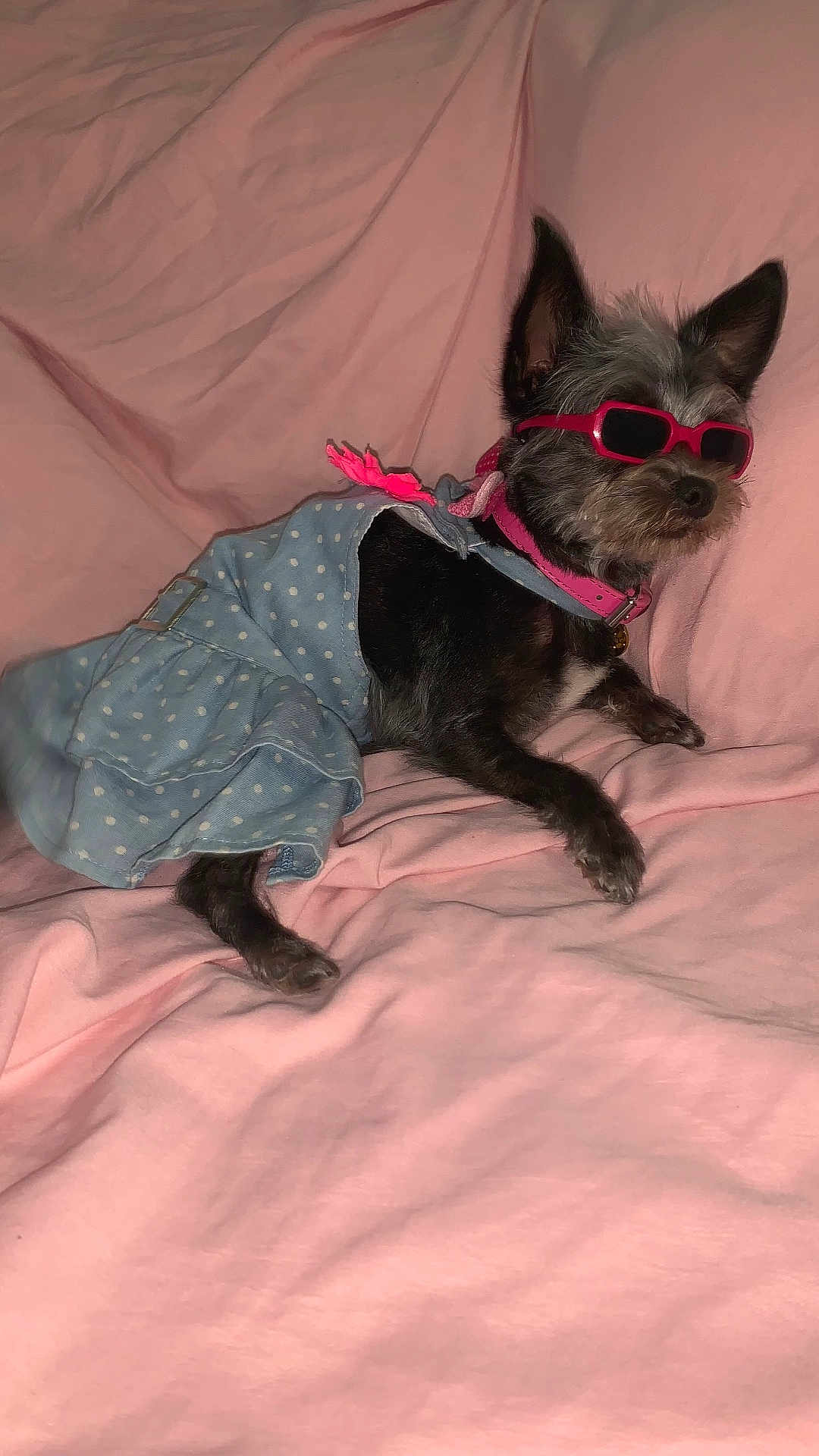 Mokitos is registered to the contest to win money with this photo: dog, small_dog, sunglasses, blue_dress, polka_dot, pink_collar, pink_blanket, pet, cute, fashion, relaxed, indoor, fur, animal, canine, accessory, lying_down, cozy, portrait, pink