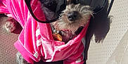 Mokitos joined the competition — help win amazing prizes! dog, pet, sunglasses, pink_hoodie, car_seat, sunlight, shadow, fur, small_dog, cute, fashion, accessory, animal, indoors, relaxing, portrait, leather_seat, casual, funny, cozy