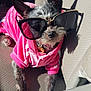 dog, pet, sunglasses, pink_hoodie, car_seat, sunlight, shadow, fur, small_dog, cute, fashion, accessory, animal, indoors, relaxing, portrait, leather_seat, casual, funny, cozy