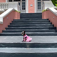 Mokitos joined the competition — help win amazing prizes! dog, pet, stairs, pink, dress, building, awning, outdoor, sunlight, small_dog, architecture, steps, frilly, gray, pastel, waiting, cute, animal, fashion, calm