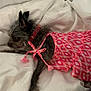 Mokitos joined the competition — help win amazing prizes! dog, small_dog, pet, clothing, dress, pink, patterned, blanket, white, lying_down, fur, ears, collar, indoor, cute, resting, cozy, animal, sleepy, comfortable