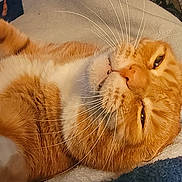 Garfield is registered to the contest to win money with this photo: animal, bed, bedroom, blanket, cat, close_up, cute, feline, fur, home, indoor, lying_down, orange_cat, paws, pet, portrait, relaxed, sleepy, whiskers, white_cat