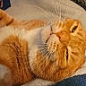 animal, bed, bedroom, blanket, cat, close_up, cute, feline, fur, home, indoor, lying_down, orange_cat, paws, pet, portrait, relaxed, sleepy, whiskers, white_cat