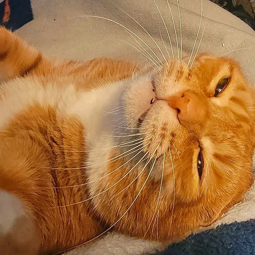 Garfield
