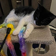 Cookie is registered to the contest to win money with this photo: kitten, cat, black_and_white, pet, indoor, cat_tree, toy, feathers, playful, animal, furry, whiskers, claws, paws, curious, resting, soft, cozy, young, cute