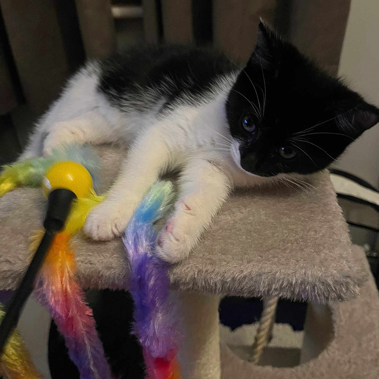 Cookie is registered to the contest to win money with this photo: animal, black_and_white, cat, cat_tree, claws, cozy, curious, cute, feathers, furry, indoor, kitten, paws, pet, playful, resting, soft, toy, whiskers, young