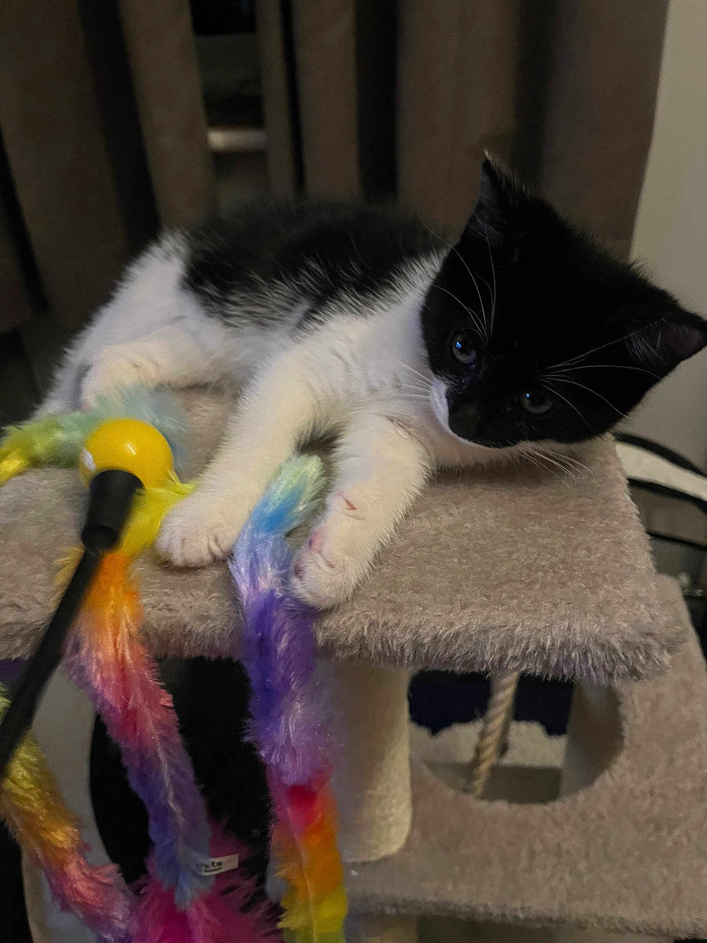 Cookie is registered to the contest to win money with this photo: kitten, cat, black_and_white, pet, indoor, cat_tree, toy, feathers, playful, animal, furry, whiskers, claws, paws, curious, resting, soft, cozy, young, cute