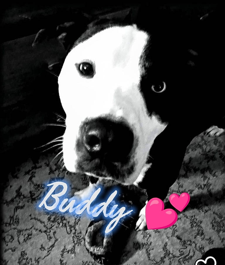 Buddy is registered to the contest to win money with this photo: art, canidae, carnivore, companion_dog, dog, dog_breed, dog_collar, font, fur, happy, mammal, monochrome_photography, petal, photo_caption, snout, sporting_group, style, vertebrate, whiskers, white