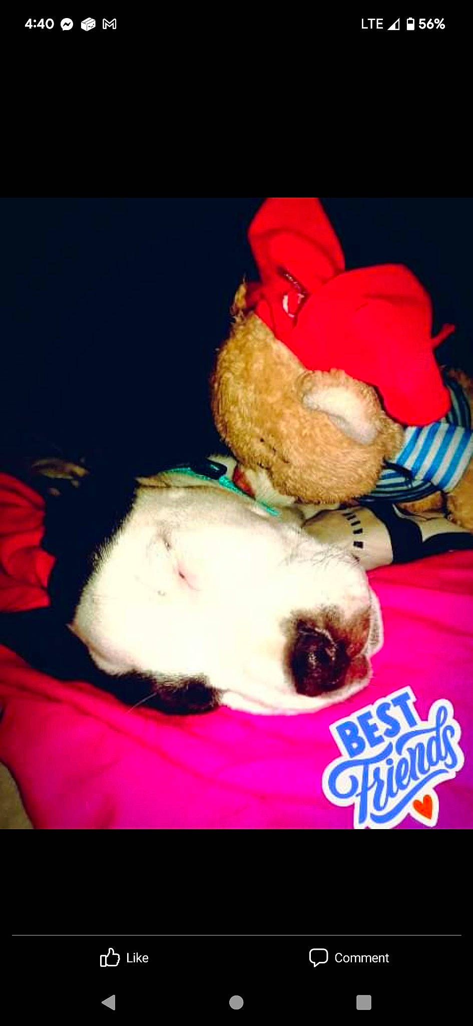 Buddy joined the competition — help win amazing prizes! cap, carmine, christmas, companion_dog, costume_hat, dog_breed, entertainment, event, fictional_character, fur, hat, magenta, pink, plush, red, santa_claus, stuffed_toy, sweetness, teddy_bear, toy