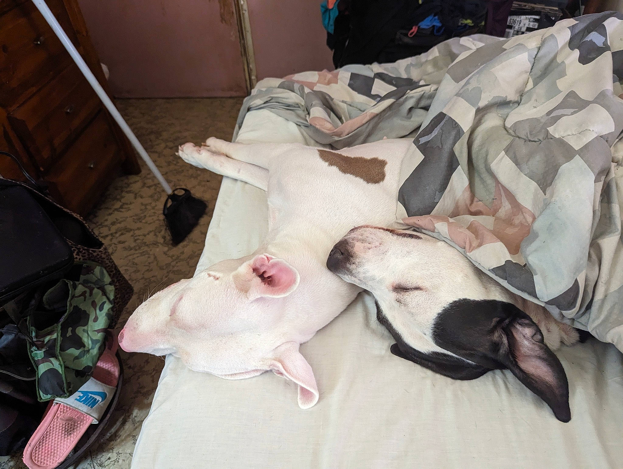 Buddy is registered to the contest to win money with this photo: bed_sheet, bedding, blanket, canidae, carnivore, comfort, companion_dog, dog, dog_breed, fawn, flooring, fur, linens, luggage_and_bags, nap, non_sporting_group, room, sporting_group, tail, working_animal