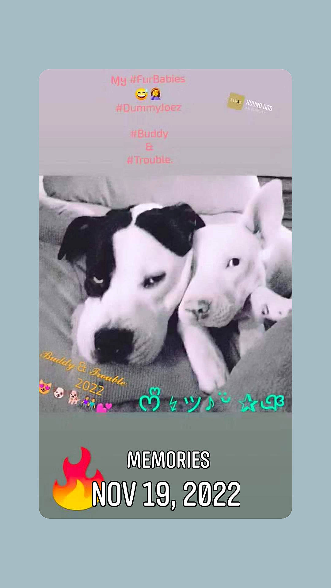 Gurl joined the competition — help win amazing prizes! advertising, brand, canidae, carnivore, collar, companion_dog, dog, dog_breed, dog_supply, font, graphics, logo, non_sporting_group, paw, pet_supply, photo_caption, sporting_group, terrestrial_animal, working_animal