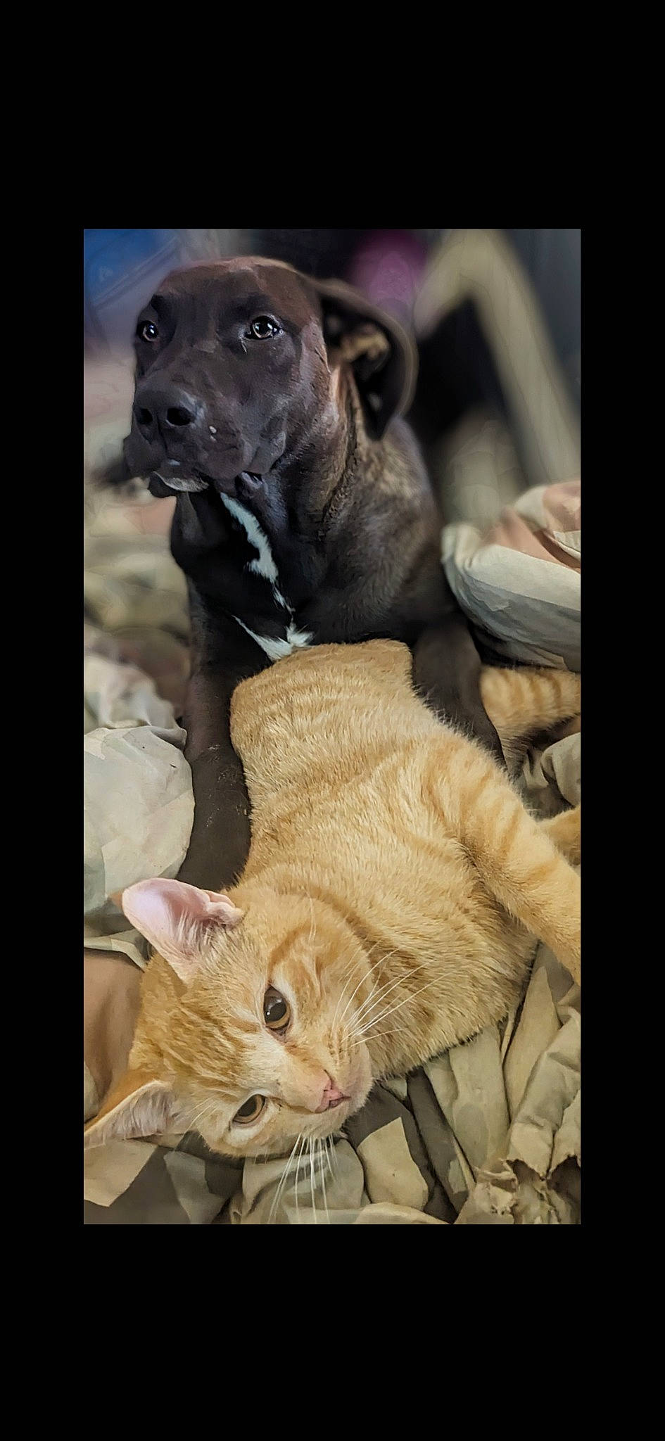 Fang is registered to the contest to win money with this photo: carnivore, cat, collar, comfort, companion_dog, dog, dog_breed, domestic_short_haired_cat, fawn, felidae, fur, gun_dog, liver, pet_supply, small_to_medium_sized_cats, snout, tail, terrestrial_animal, whiskers, working_animal