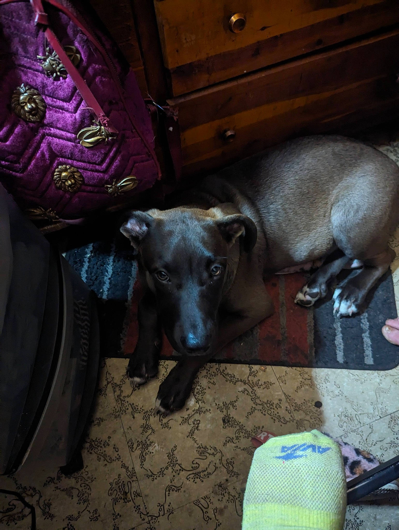 Fang is registered to the contest to win money with this photo: automotive_tire, cabinetry, canidae, carnivore, chest_of_drawers, companion_dog, dog, dog_breed, dog_supply, drawer, fawn, fender, grey, snout, synthetic_rubber, tire, tread, wheel, whiskers, working_animal