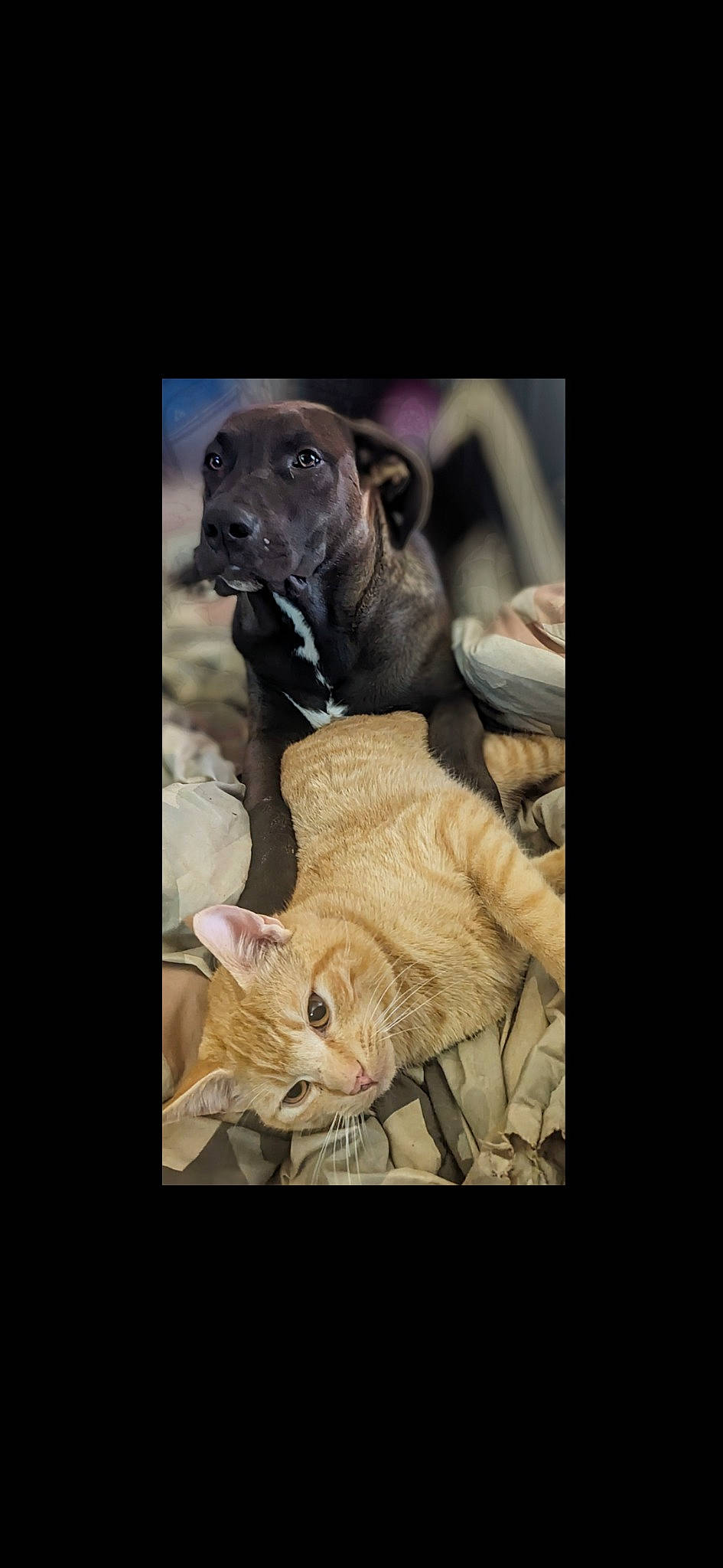 Fang is registered to the contest to win money with this photo: carnivore, cat, companion_dog, dog, dog_breed, dog_supply, fawn, felidae, fur, gun_dog, liver, pet_supply, photo_caption, small_to_medium_sized_cats, snout, sporting_group, terrestrial_animal, whiskers, wildlife, working_animal