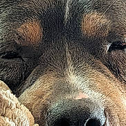 Rogue joined the competition — help win amazing prizes! animal, black, blanket, brown, close_up, cozy, cute, dog, eyes, face, fur, muzzle, nose, pet, plush, resting, sleep, sleepy, snout, texture