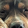 animal, black, blanket, brown, close_up, cozy, cute, dog, eyes, face, fur, muzzle, nose, pet, plush, resting, sleep, sleepy, snout, texture