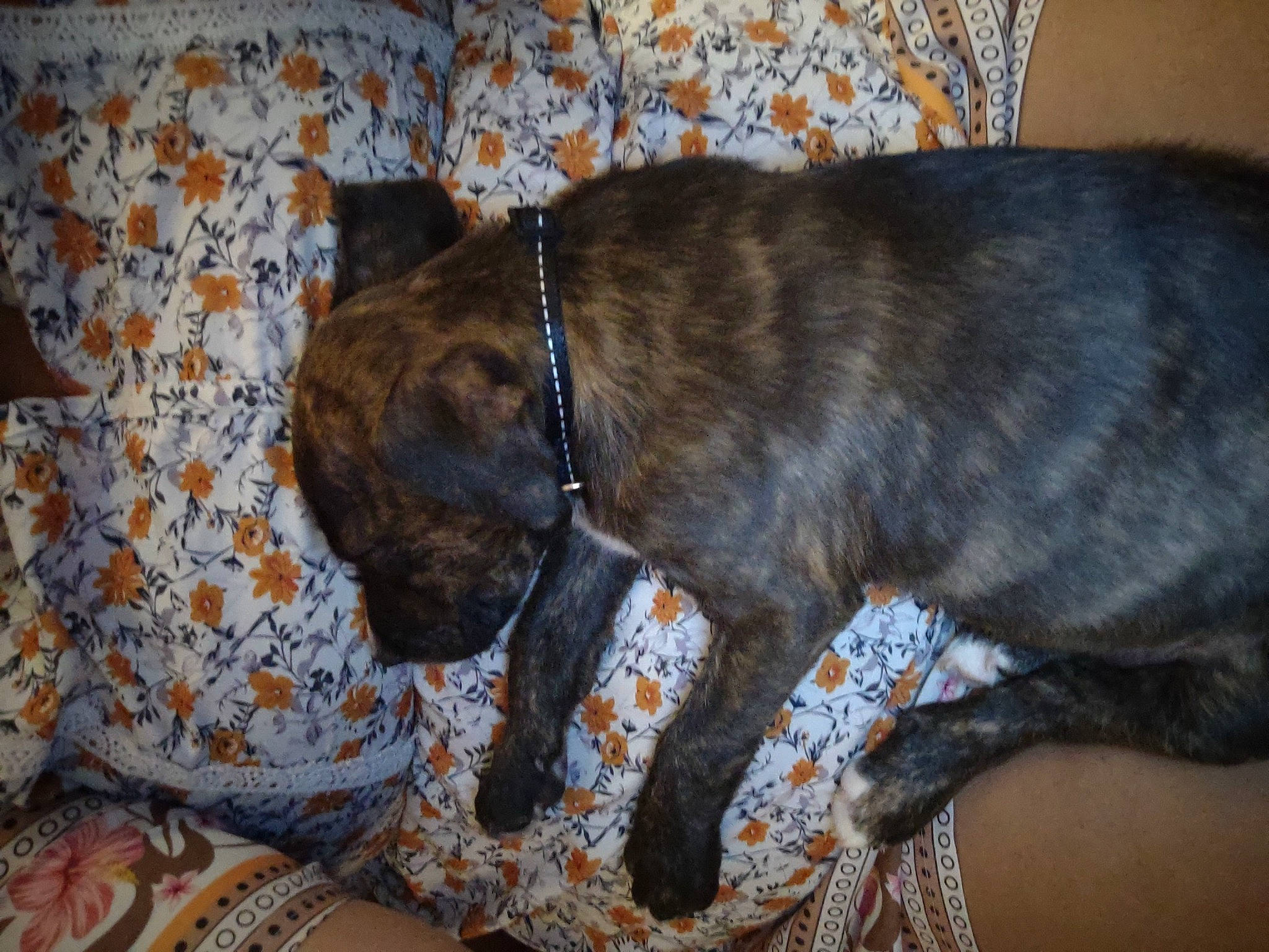 Kaine is registered to the contest to win money with this photo: canidae, carnivore, collar, comfort, companion_dog, dog, dog_breed, dog_collar, dog_supply, fawn, fur, guard_dog, linens, liver, pet_supply, snout, sporting_group, tail, whiskers, working_animal