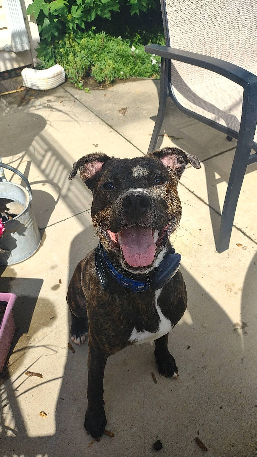 Kaine joined the competition — help win amazing prizes! carnivore, chair, collar, companion_dog, dog, dog_breed, dog_collar, dog_supply, fashion_accessory, fawn, flowerpot, leash, outdoor_furniture, paw, pet_supply, plant, snout, tail, whiskers, working_animal