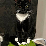 Max is registered to the contest to win money with this photo: animal, background_blur, black_and_white, cat, curious, cute, domestic_animal, eyes, feline, fur, green, indoor, leaf, paws, pet, plant, portrait, sitting, tuxedo_cat, whiskers