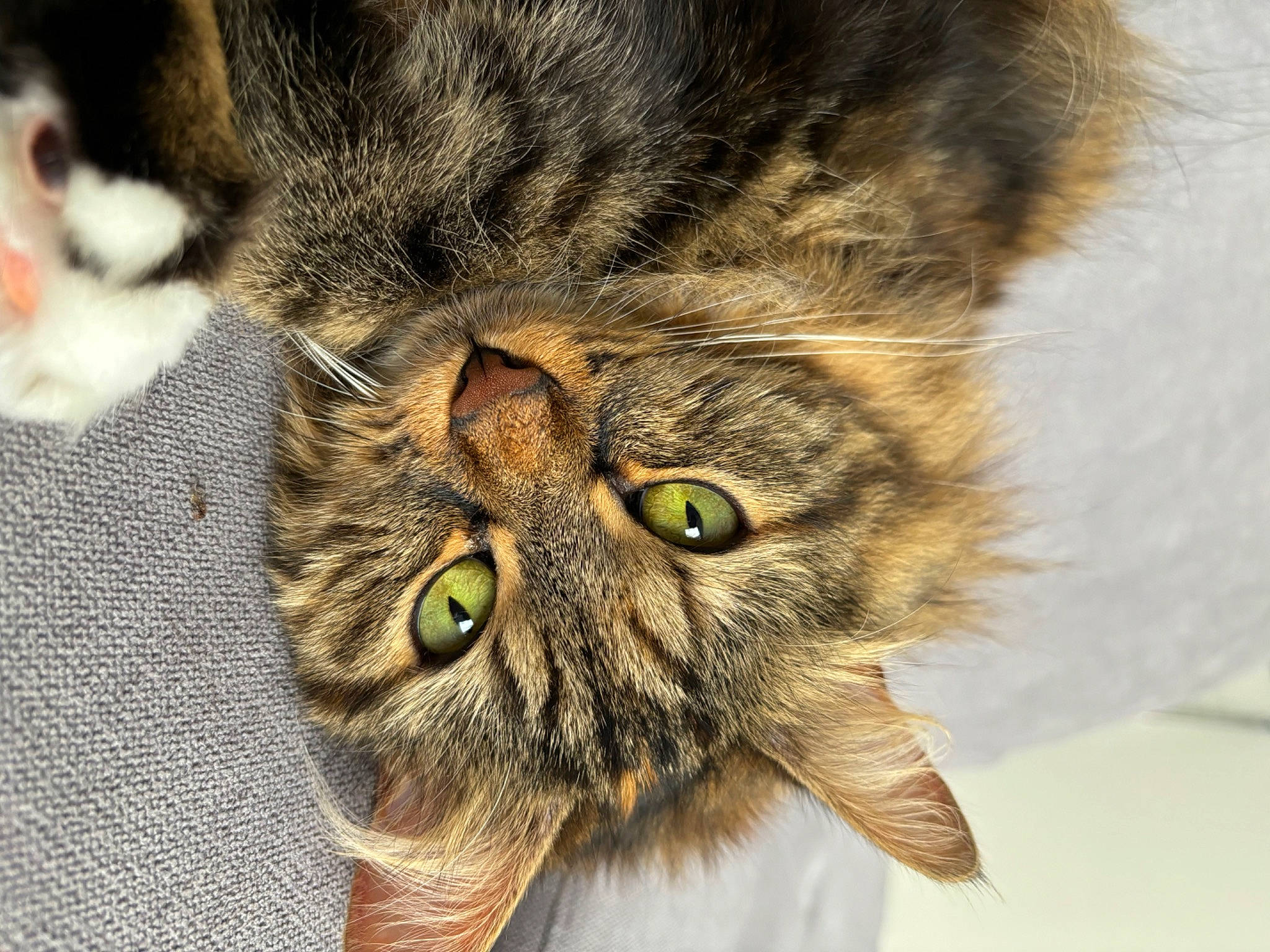 Maze a rejoint le concours — aidez-le/la à gagner de superbes lots ! carnivore, cat, domestic_short_haired_cat, ear, eye, felidae, fur, grass, hair, head, small_to_medium_sized_cats, snout, terrestrial_animal, whiskers, wildlife