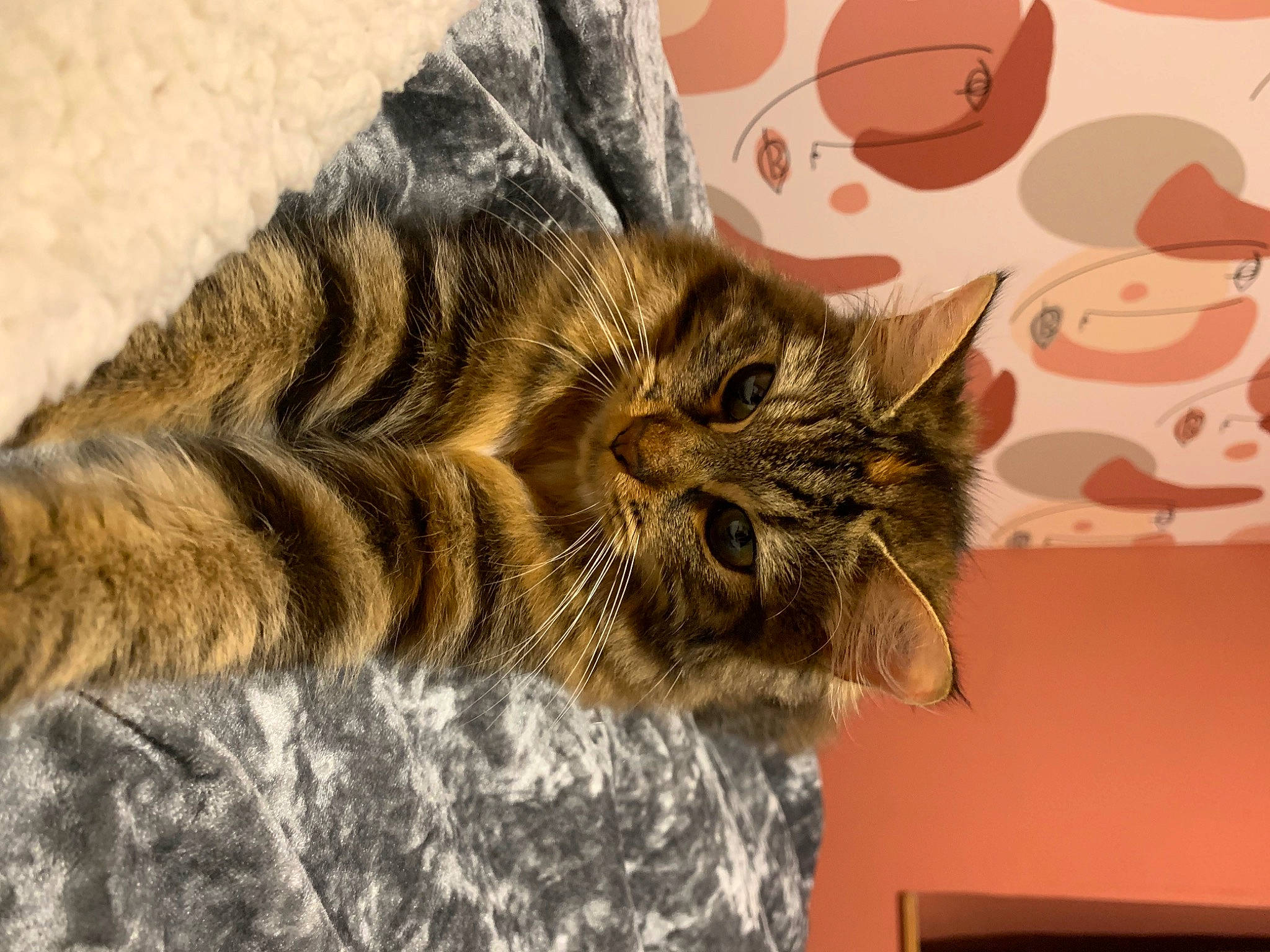 Maze participe au concours pour gagner de l'argent avec cette photo : carnivore, cat, claw, comfort, domestic_short_haired_cat, ear, eye, felidae, fur, nap, organism, pattern, paw, small_to_medium_sized_cats, snout, tail, terrestrial_animal, visual_arts, whiskers