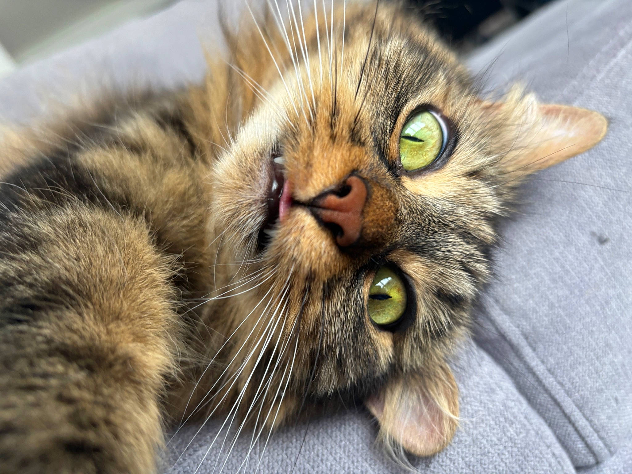 Maze a rejoint le concours — aidez-le/la à gagner de superbes lots ! carnivore, cat, claw, close_up, domestic_short_haired_cat, eye, felidae, fur, head, paw, small_to_medium_sized_cats, snout, terrestrial_animal, whiskers, wildlife