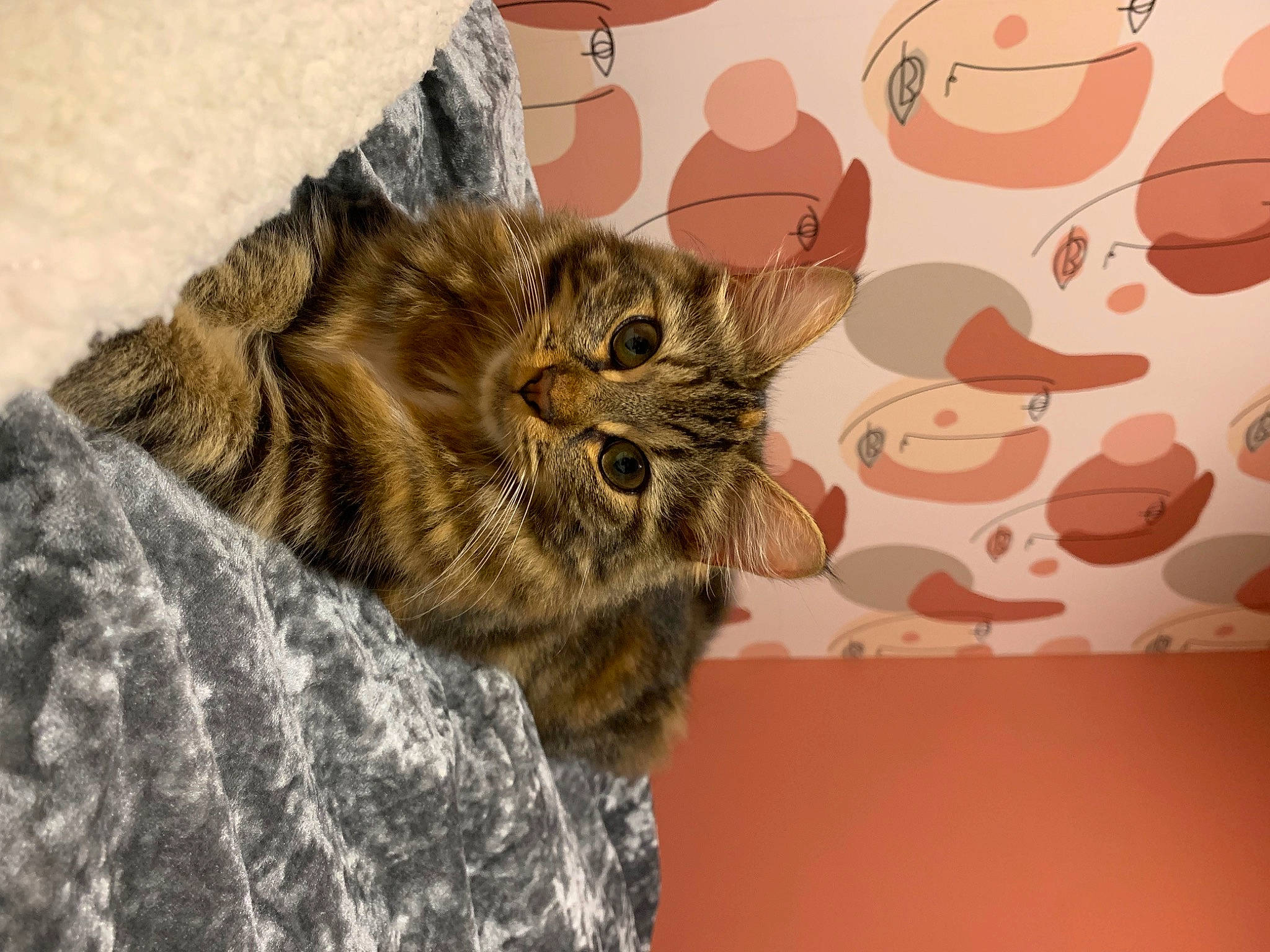 Maze a rejoint le concours — aidez-le/la à gagner de superbes lots ! carnivore, cat, claw, comfort, domestic_short_haired_cat, fawn, felidae, fur, pattern, paw, small_to_medium_sized_cats, tail, terrestrial_animal, whiskers