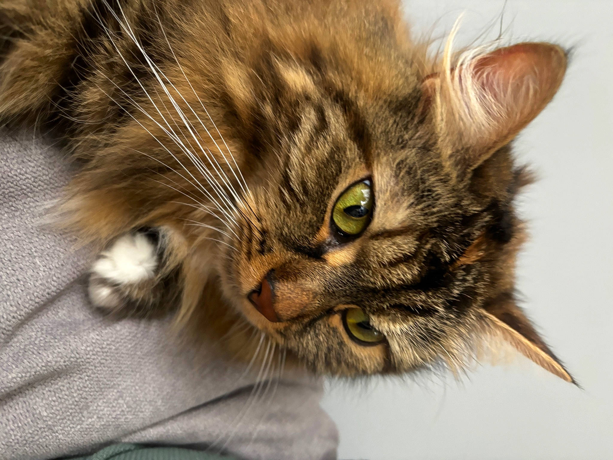 Maze participe au concours pour gagner de l'argent avec cette photo : carnivore, cat, claw, close_up, domestic_short_haired_cat, eye, felidae, fur, paw, small_to_medium_sized_cats, tail, terrestrial_animal, whiskers, wildlife