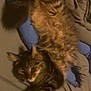 Storm is registered to the contest to win money with this photo: cat, tabby_cat, fluffy, pet, sleeping, bed, cushion, blue_cushion, fur, relaxed, indoor, cozy, striped, whiskers, animal, mammal, paw, resting, feline, domestic_cat