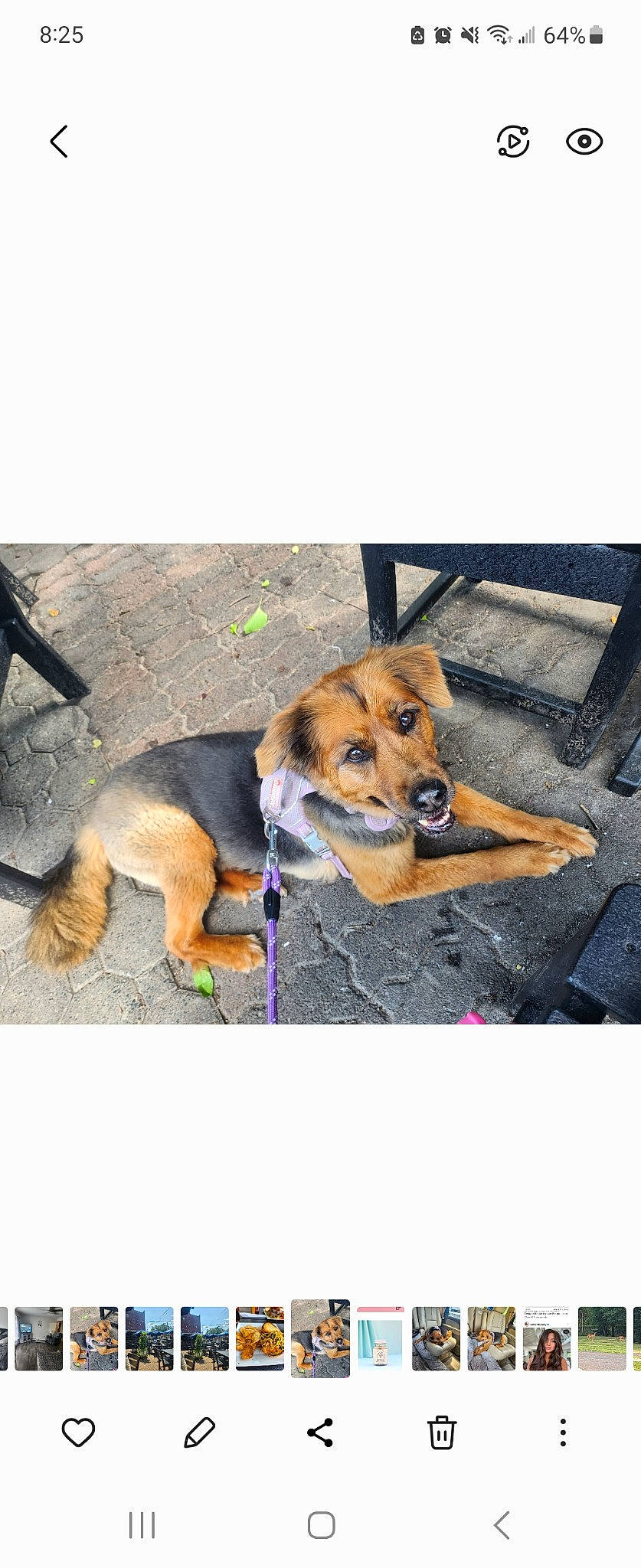 Shyla joined the competition — help win amazing prizes! canidae, carnivore, collar, companion_dog, dog, dog_breed, dog_collar, dog_supply, fawn, flooring, fur, leash, paw, pet_supply, rectangle, sitting, snout, sporting_group, working_dog