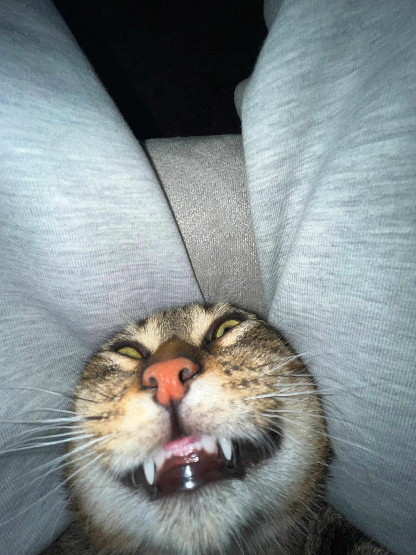 Achille a rejoint le concours — aidez-le/la à gagner de superbes lots ! cat, close_up, teeth, whiskers, face, gray_sweatpants, legs, cozy, funny_expression, pet, animal, indoor, feline, cute, nose, mouth, fur, playful, smile, human