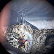 Achille a rejoint le concours — aidez-le/la à gagner de superbes lots ! cat, tabby, sleeping, whiskers, closeup, pet, animal, fur, nose, relaxed, cozy, indoor, resting, face, portrait, soft_light, eyes_half_closed, circular_frame, lens_effect, cute