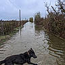 dog, black_dog, water, flood, flooded_path, rural, outdoor, nature, trees, bushes, overcast_sky, telephone_pole, wet, animal, canine, muddy_water, walking, adventure, landscape, daytime