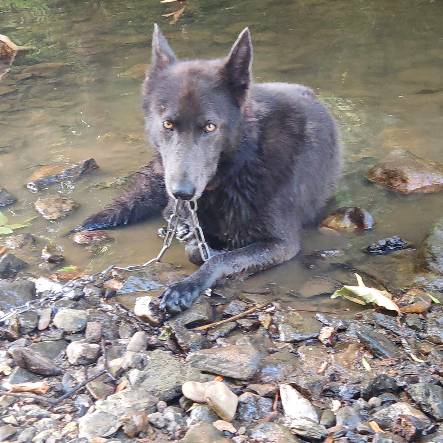 Alpha participe au concours pour gagner de l'argent avec cette photo : animal, animal_portrait, black_dog, canine, chain, dog, ears, fur, intense_gaze, looking_at_camera, muzzle, nature, outdoor, resting, riverbank, rocks, shallow_water, water, wet, wild
