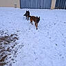 Alpha participe au concours pour gagner de l'argent avec cette photo : dog, snow, outdoor, animal, canine, playful, winter, fur, pawprints, brown_dog, black_dog, gate, metal_door, building, cold, footprints, daylight, nature, pet, companion
