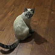 Lotus is registered to the contest to win money with this photo: animal, cat, curious, cute, domestic_cat, ears, eyes, feline, fur, furry, indoor, looking_back, pet, portrait, quiet, shadow, sitting, striped_tail, whiskers, wooden_floor