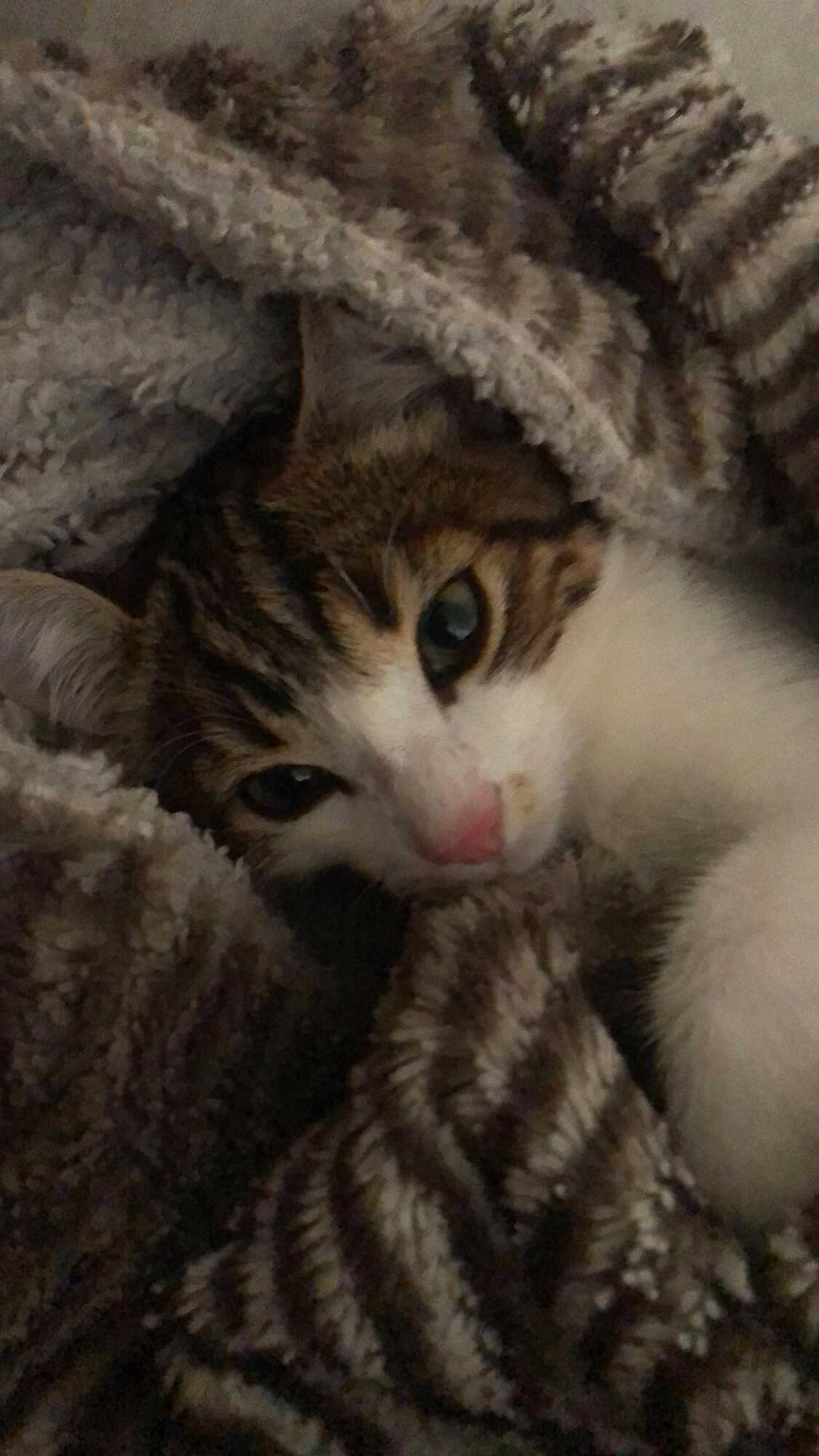 Rajeesh a rejoint le concours — aidez-le/la à gagner de superbes lots ! beige, brown, carnivore, cat, comfort, domestic_short_haired_cat, fawn, felidae, fur, kitten, natural_material, small_to_medium_sized_cats, snout, tabby_cat, terrestrial_animal, vertebrate, whiskers
