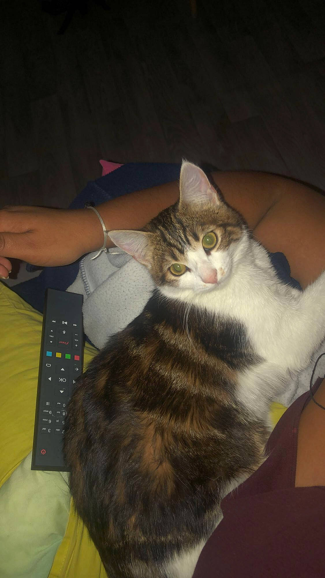 Rajeesh participe au concours pour gagner de l'argent avec cette photo : carnivore, cat, domestic_short_haired_cat, felidae, fur, nail, small_to_medium_sized_cats, tabby_cat, vertebrate, whiskers, wrist