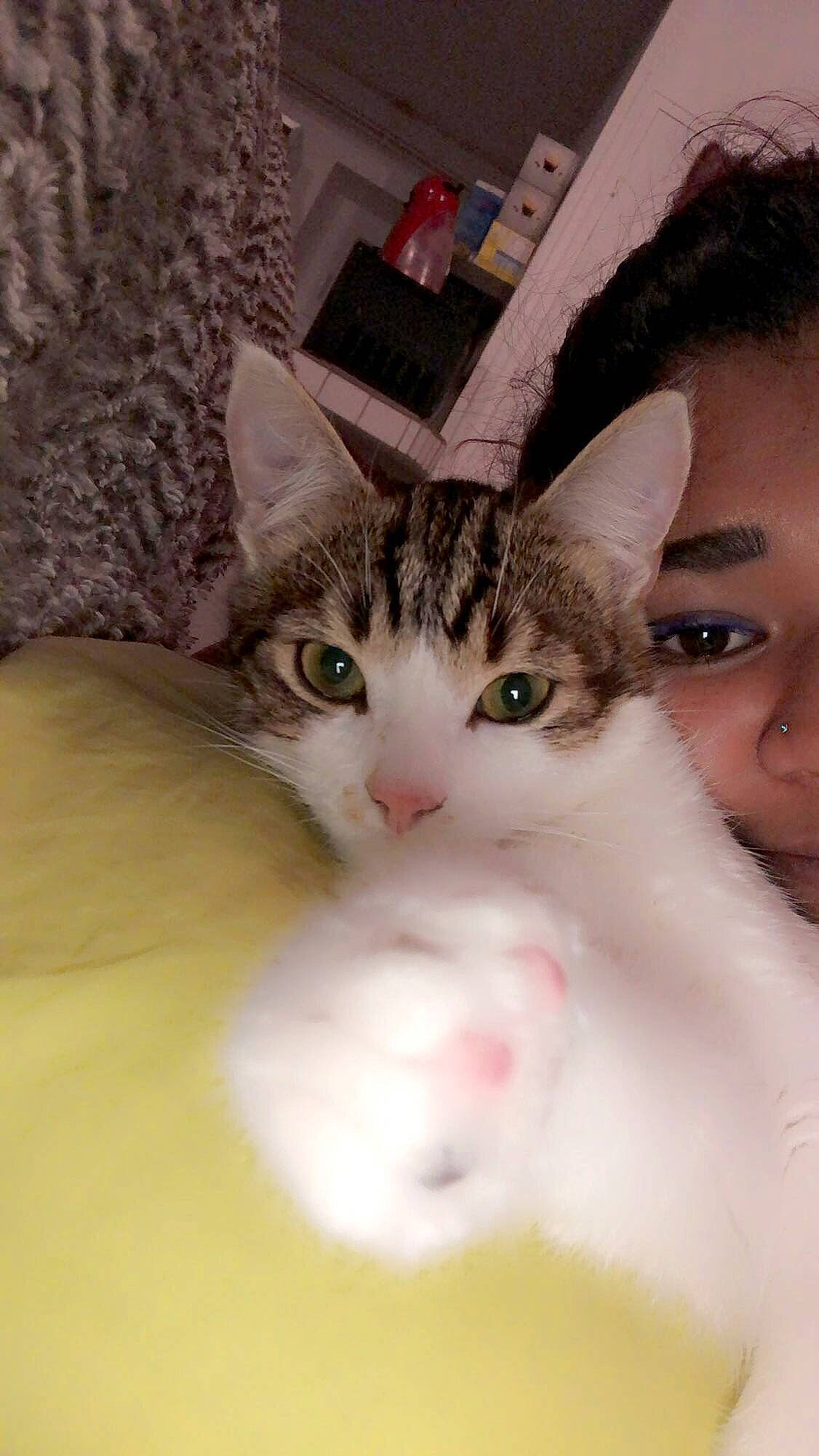 Rajeesh a rejoint le concours — aidez-le/la à gagner de superbes lots ! carnivore, cat, curious, domestic_short_haired_cat, felidae, fur, iris, kitten, skin, small_to_medium_sized_cats, snout, vertebrate, whiskers