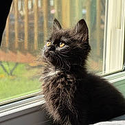 Nebula joined the competition — help win amazing prizes! kitten, black_cat, window, sunlight, bed, indoor, pet, fur, animal, looking_outside, cozy, screen, daylight, curtain, quiet, resting, young_cat, domestic_cat, cute, fluffy