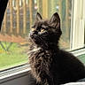 kitten, black_cat, window, sunlight, bed, indoor, pet, fur, animal, looking_outside, cozy, screen, daylight, curtain, quiet, resting, young_cat, domestic_cat, cute, fluffy